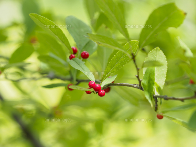 美の極み。山採りウメモドキ。 食用にはならないが小鳥には人気「ミヤマウメモドキ」の赤い実。 学名