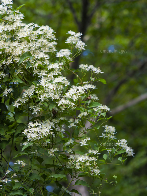 センニンソウ他 野の花 ご確認用