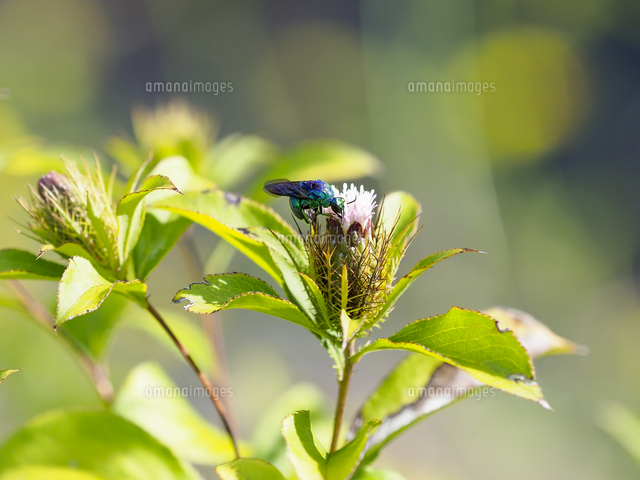 オケラの花の蜜を吸う、幸せを運ぶ青い蜂。「オオセイボウ」 学名