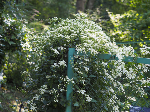 センニンソウ他 野の花 ご確認用 センニンソウが咲きました（8/29更新）