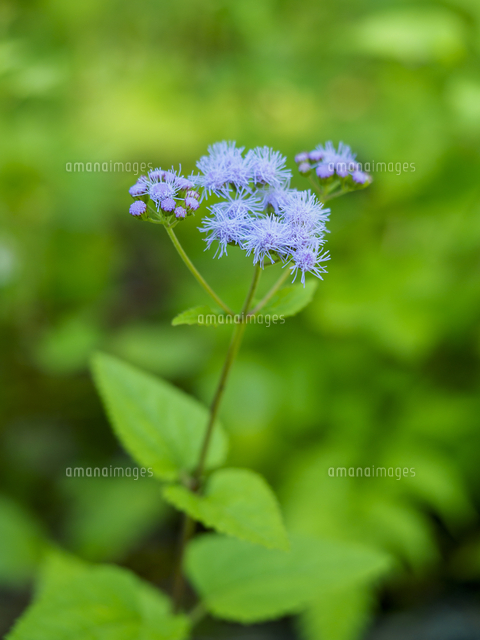 ムラサキカッコウアザミ』の花。観賞用のものが野生化。今後注意すべき