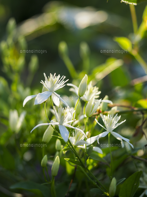 センニンソウ他　野の花　ご確認用 センニンソウ他 野の花 ご確認用