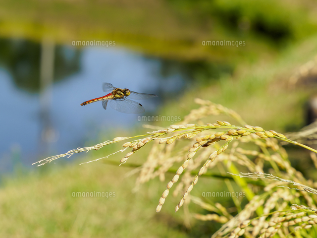 アキアカネ』 溜池と稲穂の上を飛ぶ。 学名：Sympetrum frequens