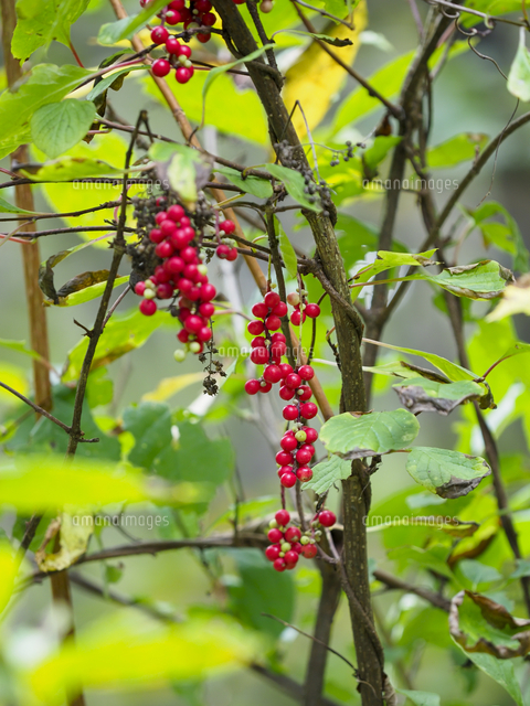 チョウセンゴミシ/Schisandra chinensis』の熟した赤い果実。江戸時代