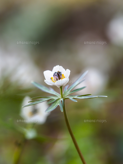 真っ先に春の訪れを告げる『セツブンソウ』の花。 学名：Eranthis