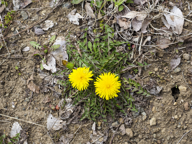 早春の、ロゼットから直接咲いた柄の短い『タンポポ』の花を真上から