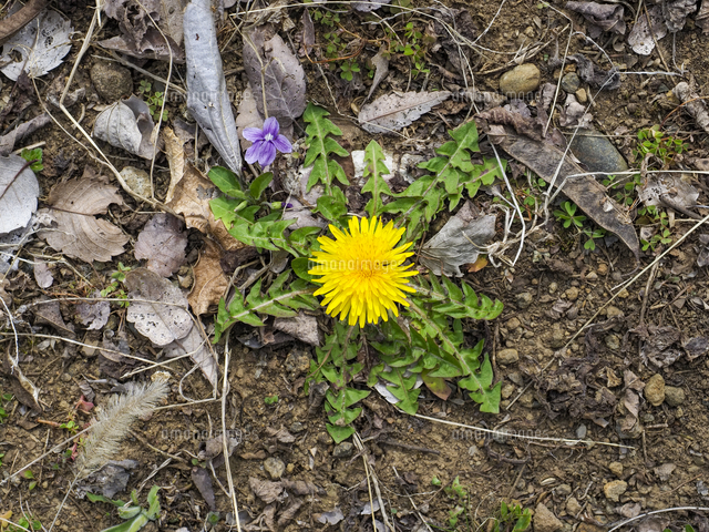 早春の、ロゼットから直接咲いた柄の短い『タンポポ』の花を真上から
