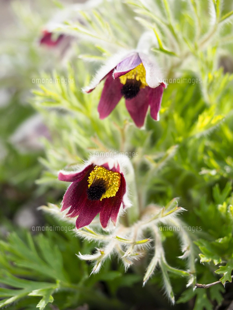 項垂れて咲く『オキナグサ』の花。宮沢賢治の童話でも知られる。絶滅