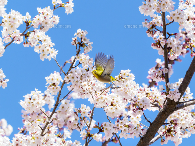 サクラ(ソメイヨシノ)の蜜を吸うため、飛び立つ『メジロ』 学名 サクラ(ソメイヨシノ)の蜜を吸うため、飛び立つ『メジロ』 学名