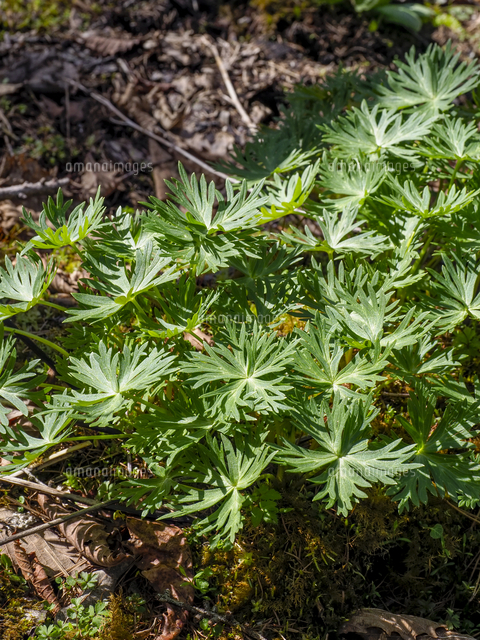 猛毒の『ヤマトリカブト/Aconitum jaonicum.』の若い葉の芽吹き。山菜