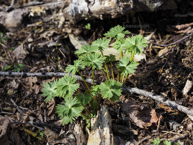 猛毒の『ヤマトリカブト/Aconitum jaonicum.』の若い葉の芽吹き。山菜