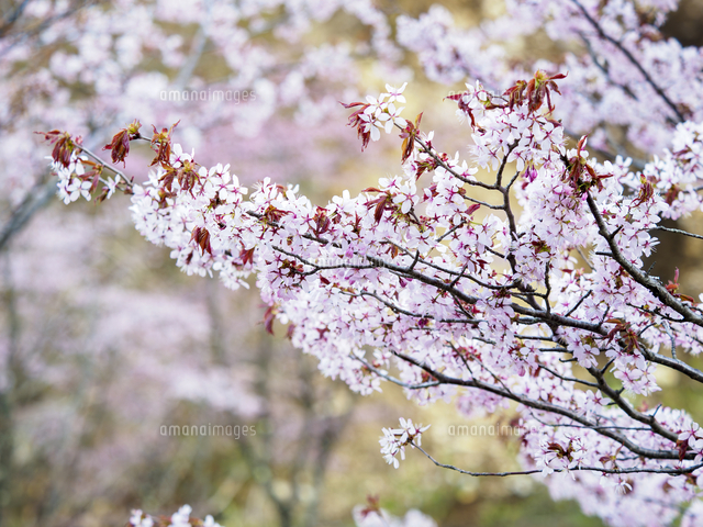 日本の桜の野生種9種のうちの一つ『オオヤマザクラ/Prunus sargentii