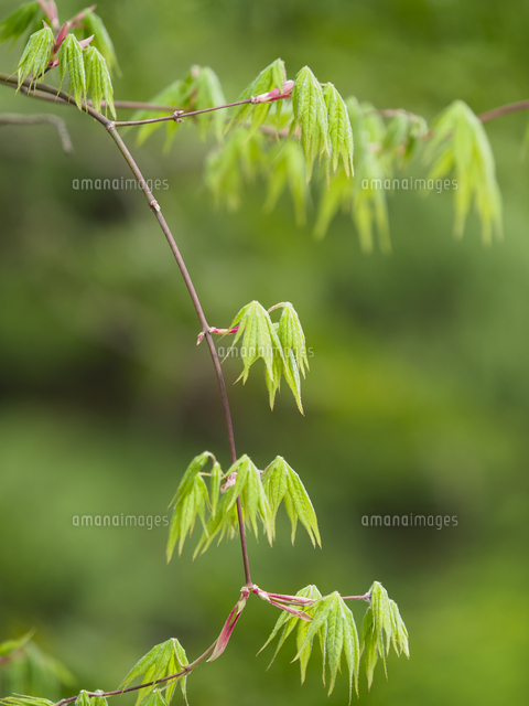 野生の『モミジ（イロハモミジ？）』の芽吹き。 学名：Acer sp. （Acer