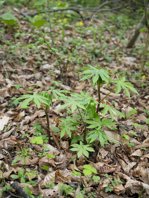 美味で人気の山菜『モミジガサ（シドケ）/Parasenecio delphiniifolius