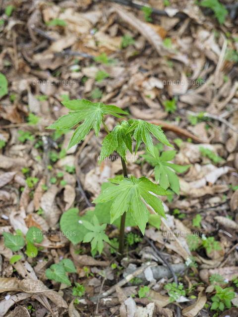 美味で人気の山菜『モミジガサ（シドケ）/Parasenecio delphiniifolius