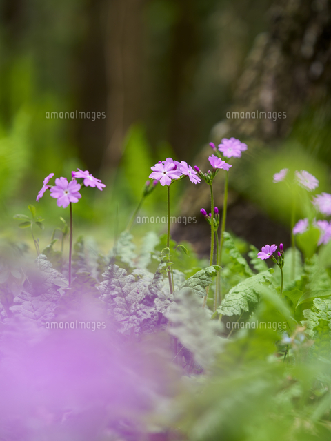森の林の中に自生する、春の代表的山野草『サクラソウ/Primula