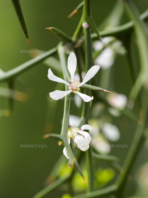 山田耕作作曲、北原白秋作詞の童謡「からたちの花」で歌われた