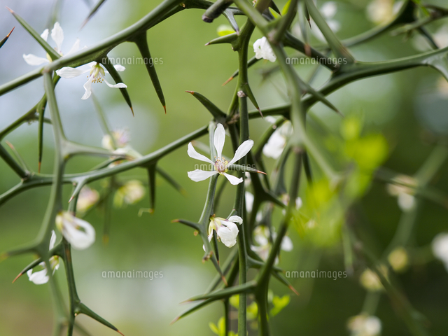 【絶版】農民歌集　稲の花　山田あき 絶版】農民歌集 稲の花 山田あき 稀覯本】農民歌集 稲の花 山田