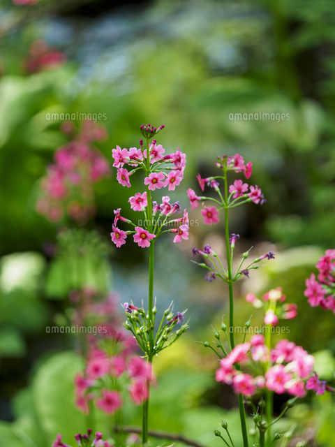 谷間のせせらぎに咲く『クリンソウ』の花。 学名：Primula japonica