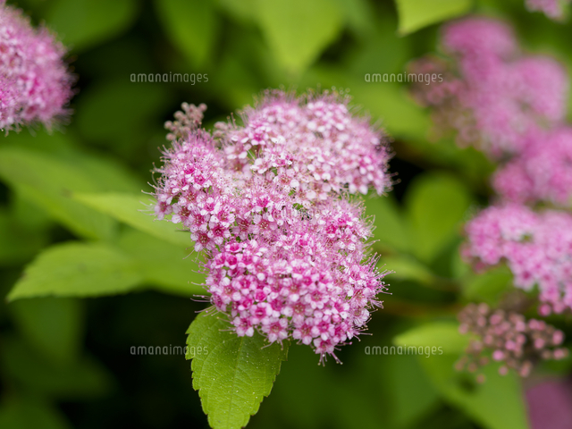 シモツケ』の花。山地に自生するが、植木としても人気。 学名：Spiraea