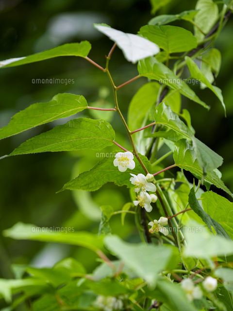 マタタビ/Actinidia polygama』雌株の両性花と表面が白く変色した葉