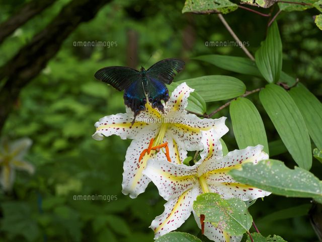 ヤマユリの蜜を吸う『ミヤマカラスアゲハ/Papilio maackii