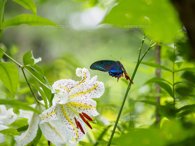 【絵画】ネイチャーアート「山ゆりを訪れるカラスアゲハチョウ」原画 絵画】ネイチャーアート「山ゆりを訪れるカラスアゲハチョウ」原画