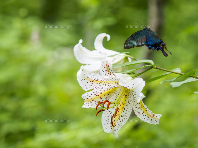 ヤマユリの蜜をを求めて飛ぶ『カラスアゲハ/Papilio dehaanii
