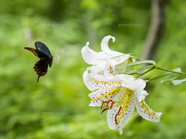 赤い花粉に塗れた、ヤマユリの蜜を吸う『ミヤマカラスアゲハ