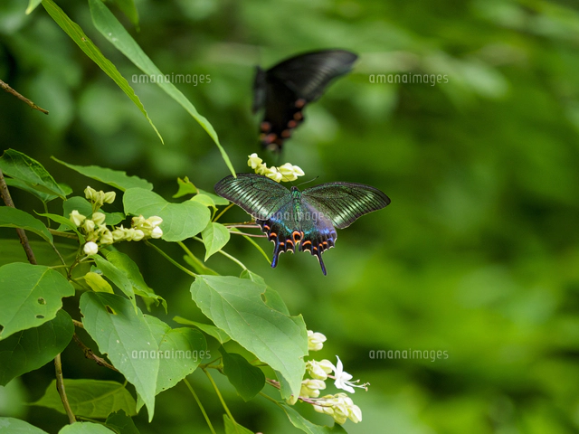 クサギの蜜を吸う『ミヤマカラスアゲハ/Papilio maackii』の雌。特に