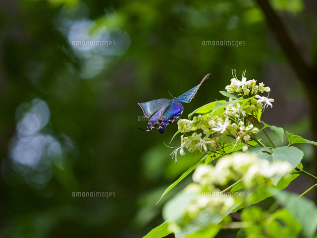 クサギの蜜をを求めて飛ぶ『ミヤマカラスアゲハ/Papilio maackii』の雌