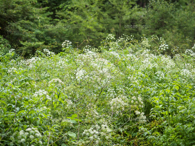 日本三大有毒植物の一つ『ドクゼリ/Cicuta virosa』の花の群落。同環境