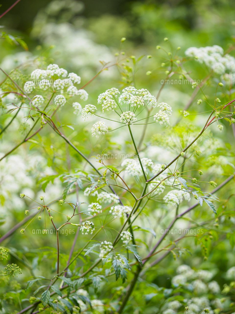 日本三大有毒植物の一つ『ドクゼリ/Cicuta virosa』の花。同環境に育つ