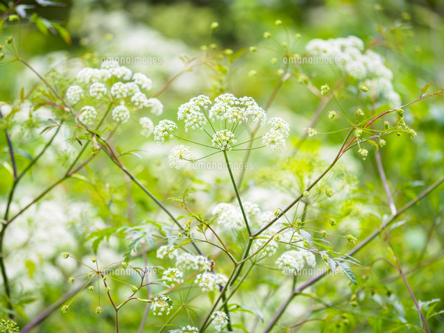 日本三大有毒植物の一つ『ドクゼリ/Cicuta virosa』の花の群落。同環境
