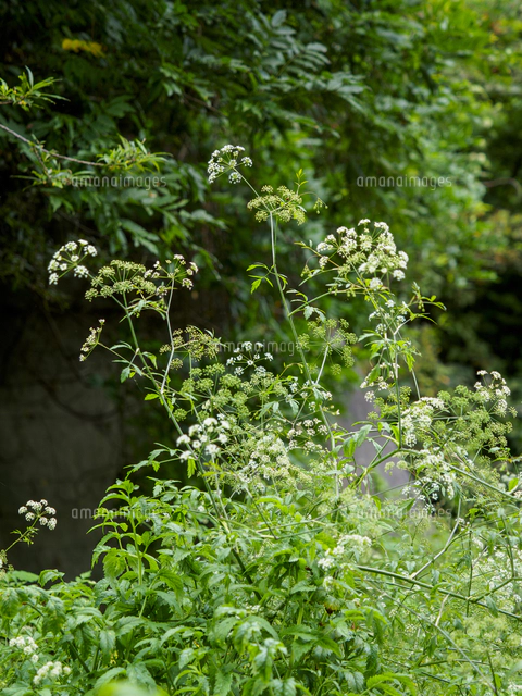 日本三大有毒植物の一つ『ドクゼリ/Cicuta virosa』の花。同環境に育つ