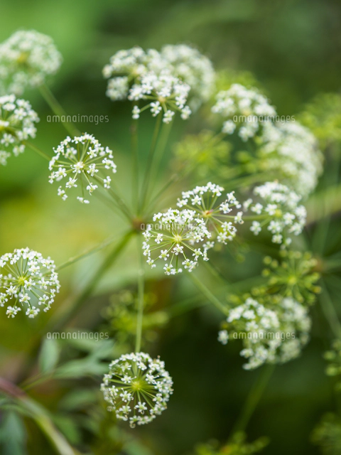 日本三大有毒植物の一つ『ドクゼリ/Cicuta virosa』の花の群落。同環境