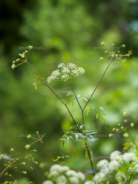 日本三大有毒植物の一つ『ドクゼリ/Cicuta virosa』の花の群落。同環境