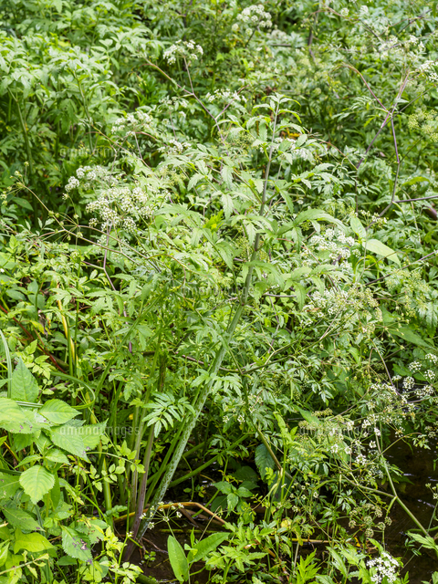 日本三大有毒植物の一つ『ドクゼリ/Cicuta virosa』全草。同環境に育つ