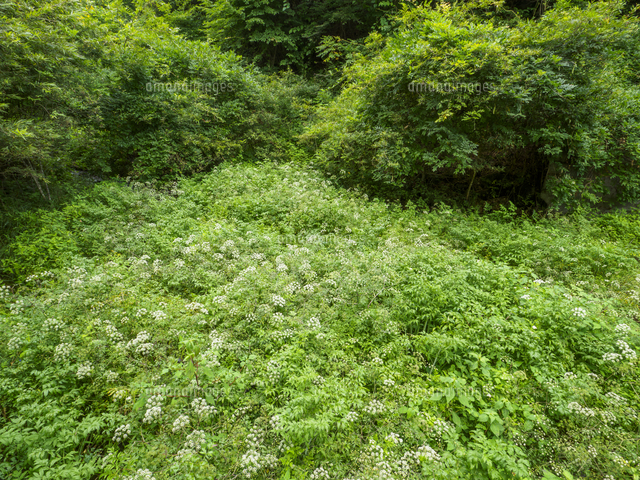谷間の湿地を覆う、日本三大有毒植物『ドクゼリ/Cicuta virosa』同環境