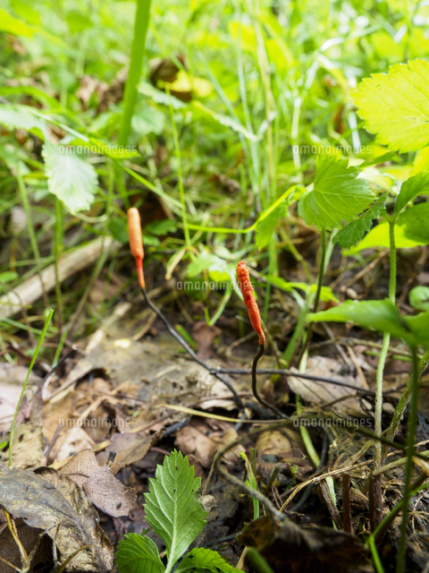 冬虫夏草】カメムシに寄生した冬虫夏草 昆虫標本 多肉植物 エメラルド