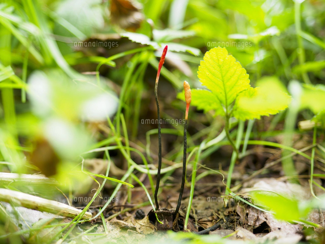 冬虫夏草の一種『カメムシタケ/Ophiocordyceps nutans』落葉下の