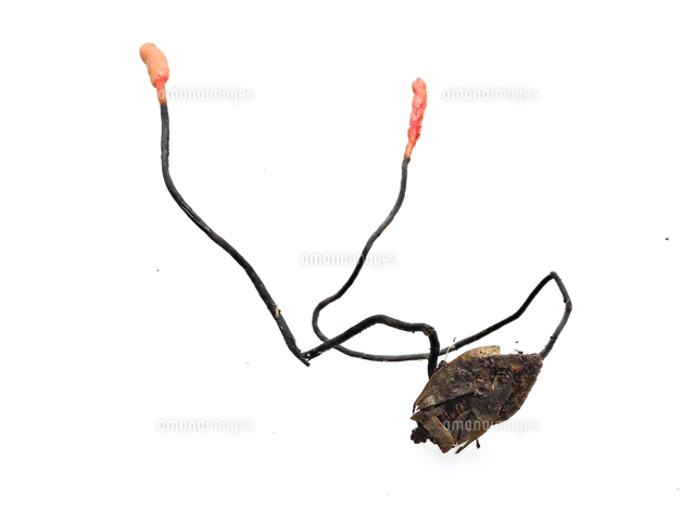 冬虫夏草の一種『カメムシタケ/Ophiocordyceps nutans』カメムシの死骸