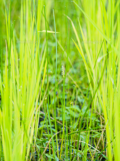 リクエスト クロタネ草さま