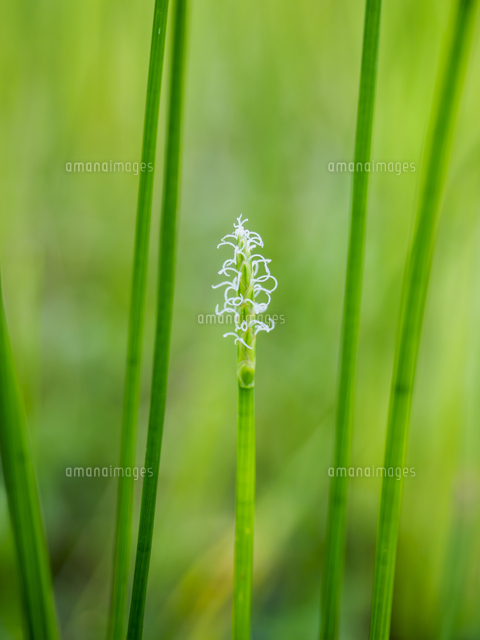 リクエスト　クロタネ草さま リクエストクロタネ草さま