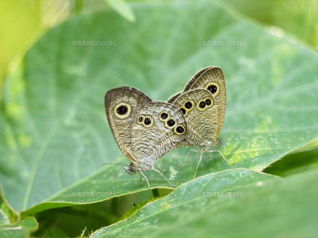 写真素材 創造素材 昆虫/蝶
