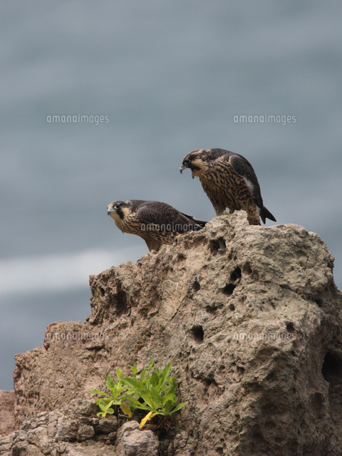 巣立ちして間もないハヤブサの若鳥 の写真素材 イラスト素材 アマナイメージズ 巣立ちして間もないハヤブサの若鳥 の写真素材 イラスト素材 アマナイメージズ