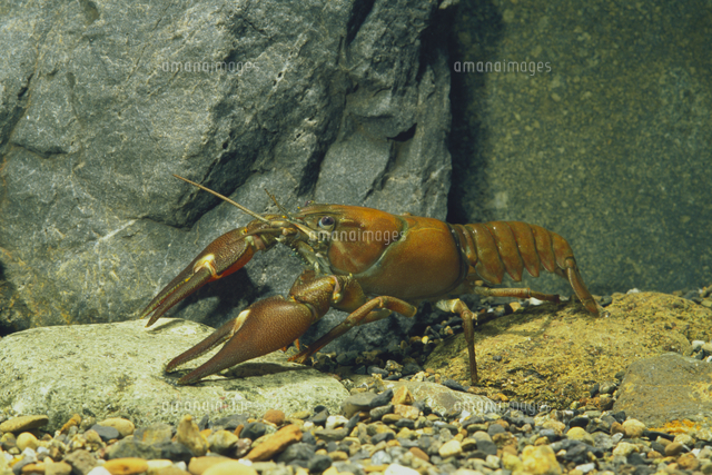 ウチダザリガニ の写真素材 イラスト素材 アマナイメージズ