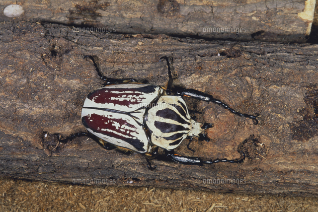 ゴライアスオオツノハナムグリ[32207000029]の写真・イラスト素材