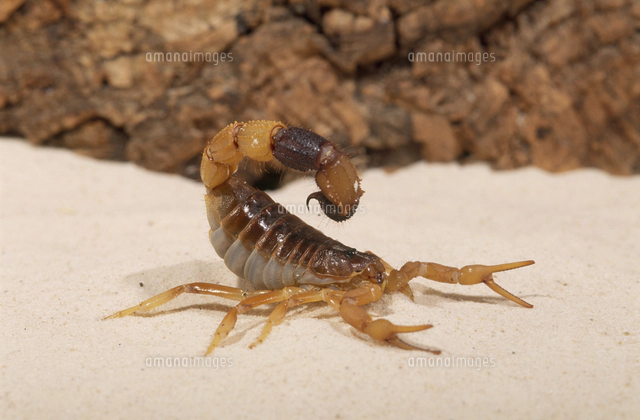 キョクトウサソリ科」の写真・イラスト素材｜アマナイメージズ