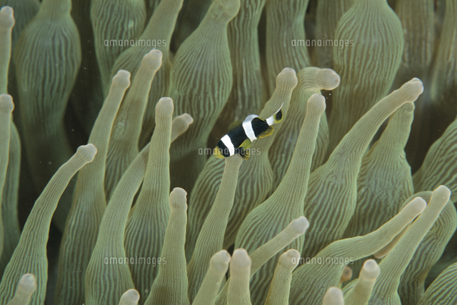 サンゴイソギンチャクに共生するクマノミの幼魚 の写真素材 イラスト素材 アマナイメージズ